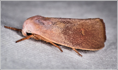 Cryptophasa rubescens