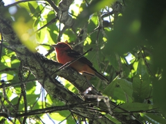 Piranga bidentata
