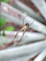 Leucauge argyra