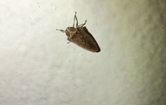 Iassinae