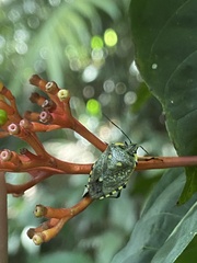 Chinavia rogenhoferi