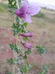 Dicerocaryum senecioides