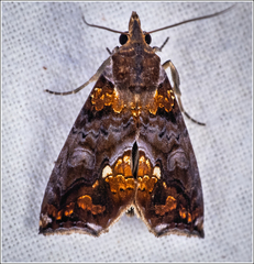 Plusiodonta arctipennis