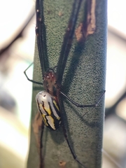 Leucauge argyra