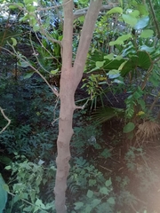 Sarcomphalus amole