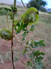 Dicerocaryum senecioides