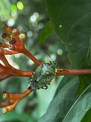 Chinavia rogenhoferi