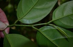 Gomphandra australiana