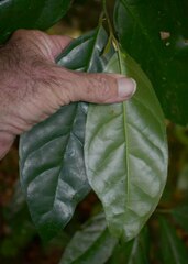 Gomphandra australiana