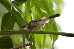 Territornis reticulata