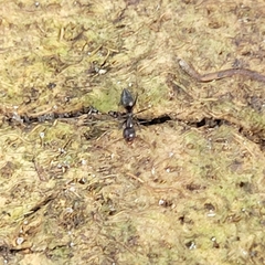Nylanderia bourbonica