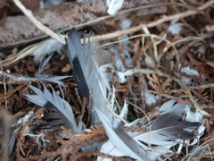 Columba livia domestica