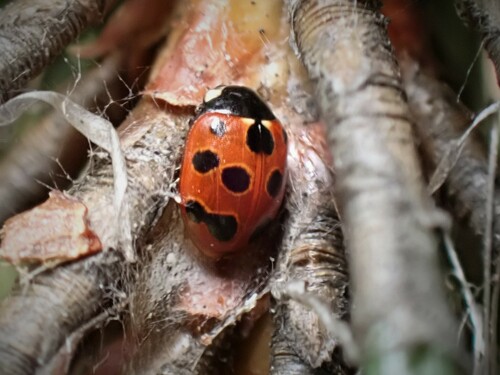 Eleven-spotted Ladybird Beetle
