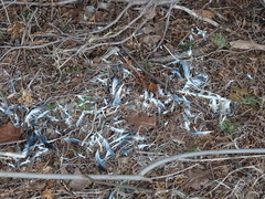 Columba livia domestica