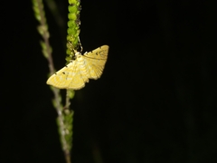 Notarcha aurolinealis