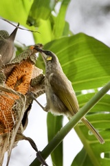 Territornis reticulata