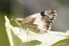 Heliopetes omrina