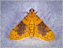 Conogethes semifascialis