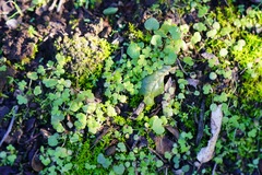 Ranunculus hebecarpus