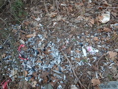 Columba livia domestica