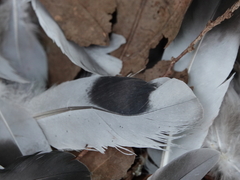 Columba livia domestica