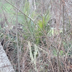 Phoenix canariensis