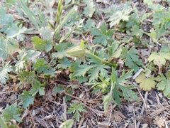 Modiolastrum gilliesii