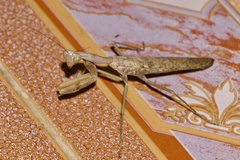 Rhombodera kirbyi