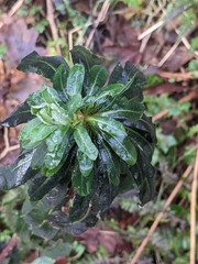 Euphorbia amygdaloides