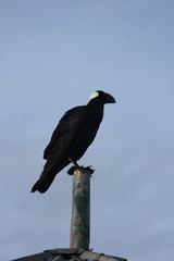 Corvus crassirostris