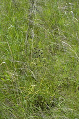 Verbascum phoeniceum