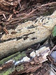 Wrightoporia austrosinensis