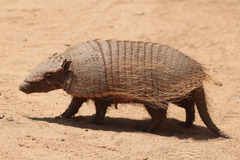Chaetophractus villosus