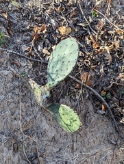 Opuntia gilvescens
