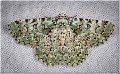 Aeolochroma subrubescens