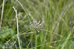 Allium flavescens