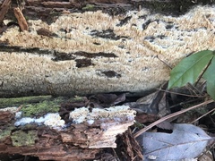 Wrightoporia austrosinensis