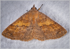 Ophyx eurrhoa