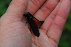 Huechys sanguinea
