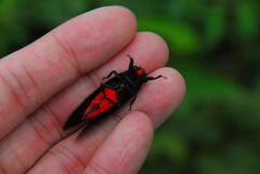 Huechys sanguinea