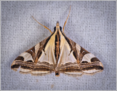 Agrioglypta excelsalis