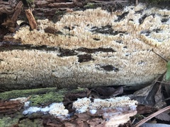 Wrightoporia austrosinensis