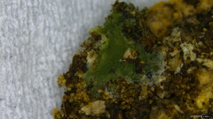Trichoderma