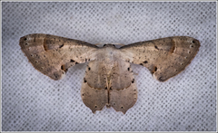 Phazaca leucocephala