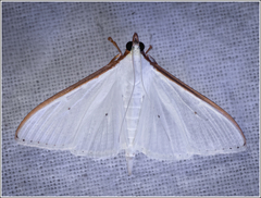 Palpita vitrealis
