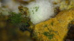 Trichoderma