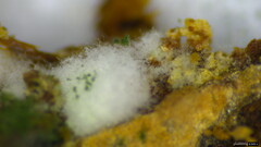 Trichoderma