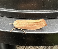 Cryptophasa rubescens