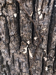 Aleurodiscus oakesii