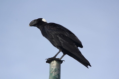 Corvus crassirostris